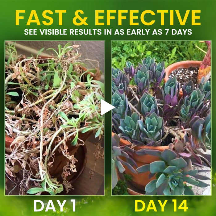 🏆Official Store | AEXZR® 2 in 1 Vita-Enzyme 🌱 Repair & Nourish Plants🌿