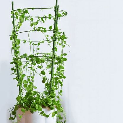 Durable Garden Plant Support Cage